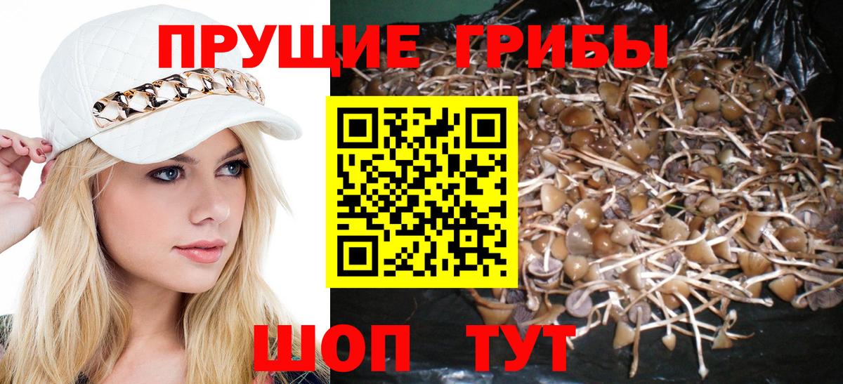 Псилоцибиновые грибы Psilocybe  Переславль-Залесский 